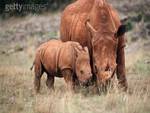 Rhinoceros Family