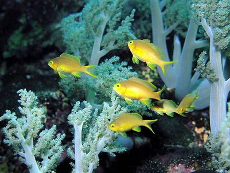 Reef Fish - coral reef, bright yellow, reef fish