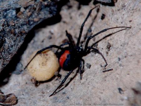 Reback Spider - egg sack, poisonous, redback spider