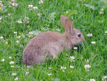 Rabbit in clover - flowers, rabbit, clover