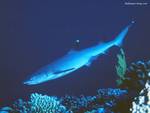 White Tip Shark