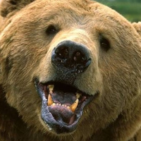 Smiling Bear