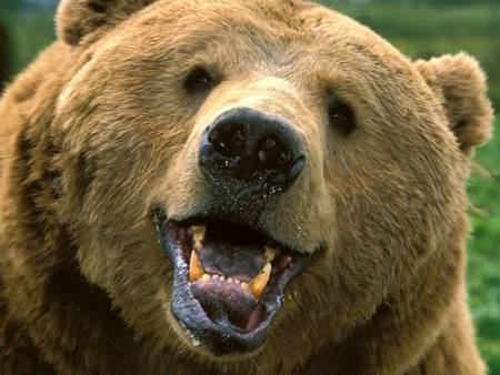 Smiling Bear - smiling, closeup, brown bear