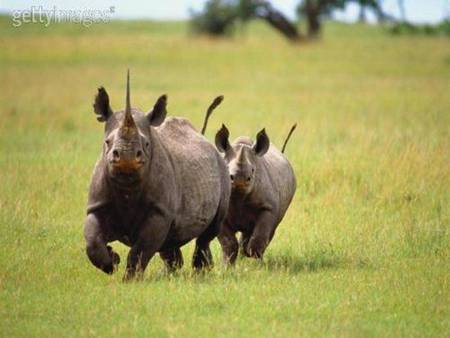 Rhinocerus Run - running, green grassy plain, 2 rhinoceruses