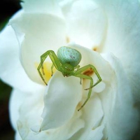 Spider on white flower