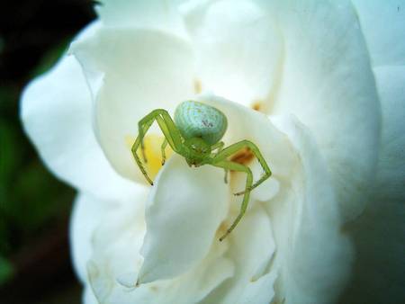 Spider on white flower - spider, large white flower