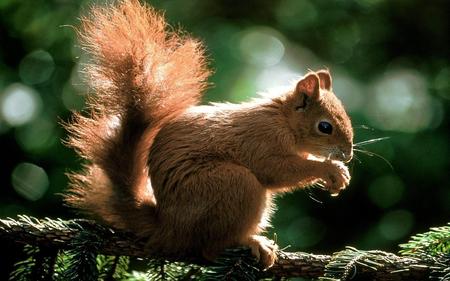 Snacking Squirrel - tree branch, eating, brown squirrel