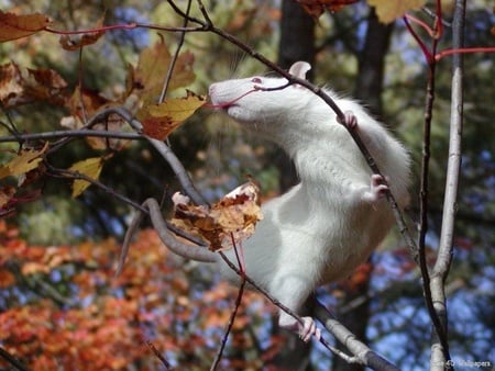 White Rat - white rat, autumn leaves, trees