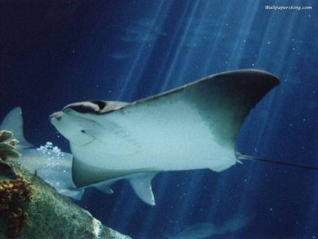 Sting Ray - sunlight through water, coral reef, ocean, sting ray