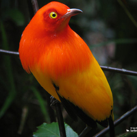 Beautiful bird