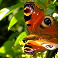 Spotted butterfly