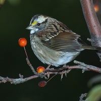 Beautiful bird