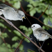 Beautiful bird