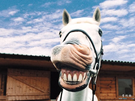 Horsey Grin - clouds, teeth, stable, smiling, horse