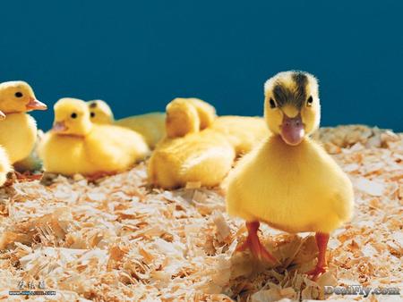 Ducklings on wood shavings - wood shavings, yellow ducklings