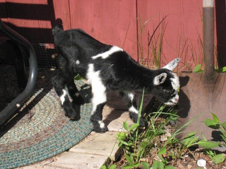 Black and white kid - kid, baby goat, black and white