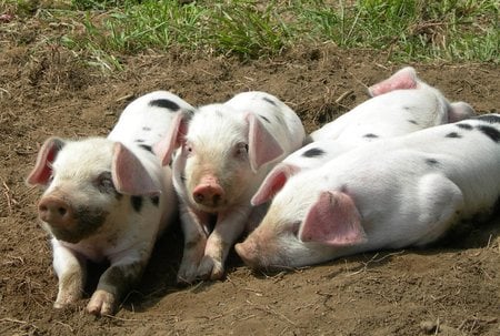 Spotted piglets