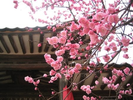 Cherry Blossoms - tree branches, building roof, cherry blossoms