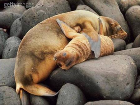 Seals on the rocks - large rocks, mother and baby seal