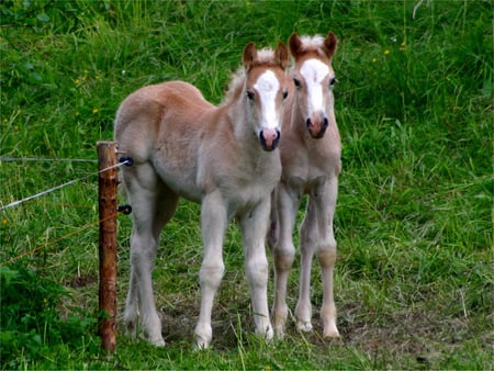 Two Foals - 2 foals, wire fencing, pasture, green grass