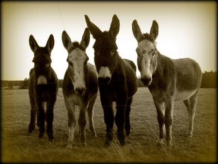 Silly Donkeys - paddock, 4 donkeys, sepia colours