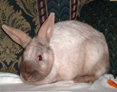 Big Fluffy Bunny - white, brown, rabbit