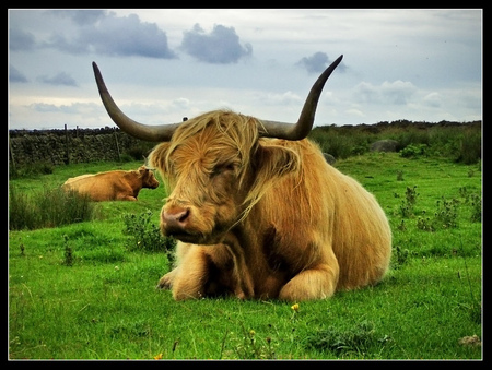 Highland Cow - green pasture, highland cow