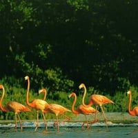 Flock of Flamingos