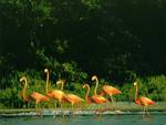 Flock of Flamingos