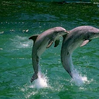 Dolphin Tricks