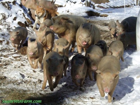 Piglets Run - running, snowy ground, piglets, dog