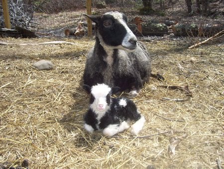 Goat and kid - hay, goat, kid, farm