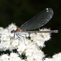 Water Nymph