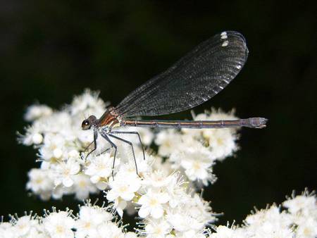 Water Nymph - insect, flowers, water nymph