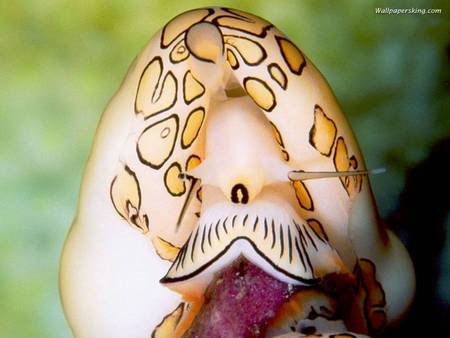 Spotted Sea Slug - spotted, ocean, large, sea slug