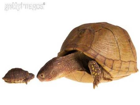 Turtle and baby - Reptiles & Animals Background Wallpapers on Desktop ...