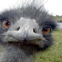 Emu Face