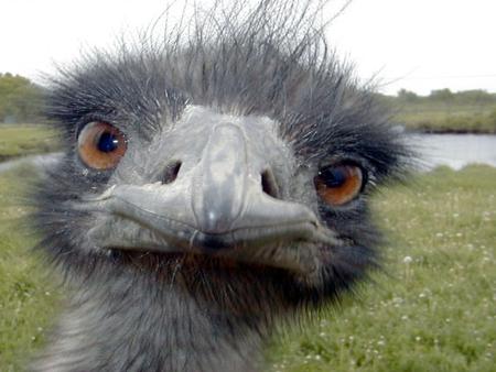 Emu Face - emu face, up close, water, grass