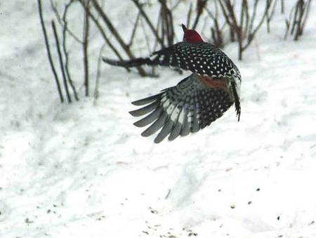 Woodpecker Flight - flying, winter, woodpecker, snow