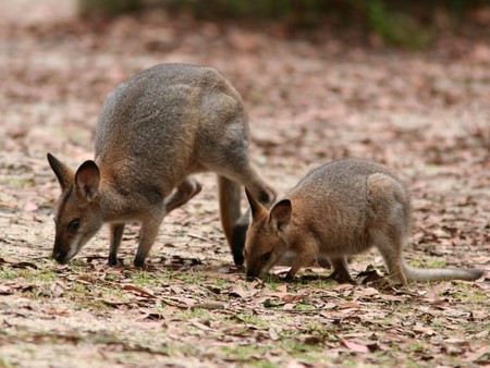 Red Necked Wallaby - grazing, red necked wallaby