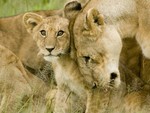 Lion with Mother