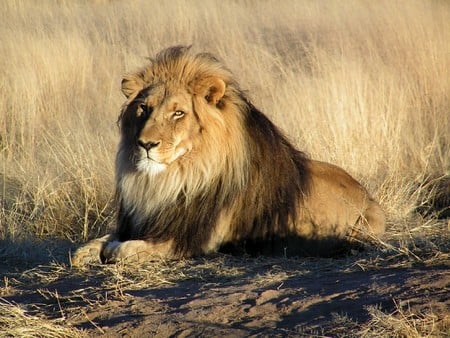 Proud Lion - dry grass, resting, lion