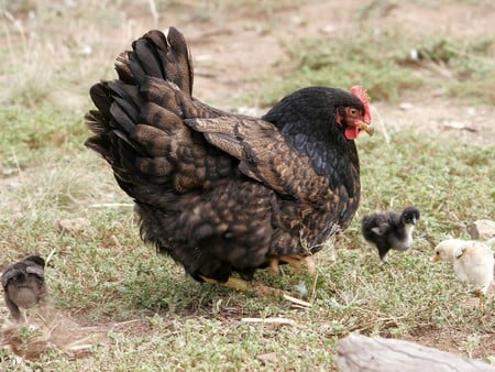 Mother hen with chicks - chicken, grass, chicks, hen