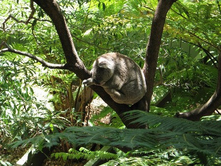 Sleepy Koala - koala bear, trees, ferns, sleeping