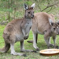 Feeding Kangaroos