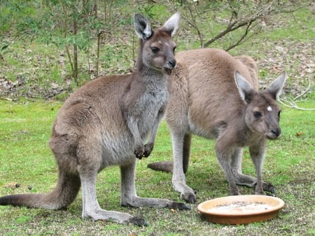 Feeding Kangaroos - baby kangaroos, grass, feeding, 2 joeys