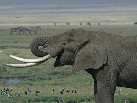 Tanzanian Elephant - grassy plain, elephant, tanzanian