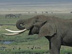 Tanzanian Elephant