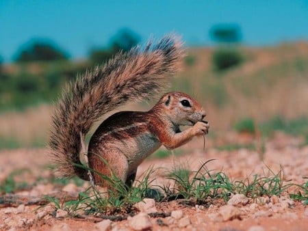 Lone Squirrel - eating, grass, mountains, squirrel