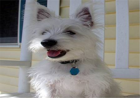 Happy Westie - verandah, house, west highland white, dog